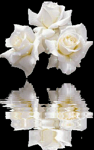 roses blanches
